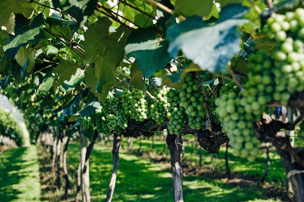 Primer plano de uvas verdes en un viñedo bajo la luz solar con un borroso