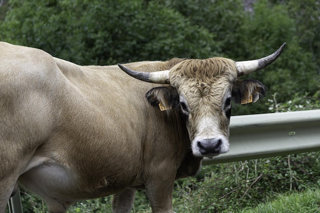 Primer plano de una vaca aubrac con cuernos al lado de una carretera