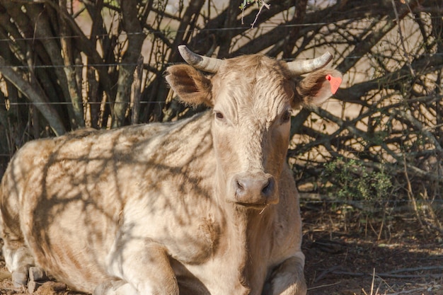 Primer plano de una vaca beige con cuernos