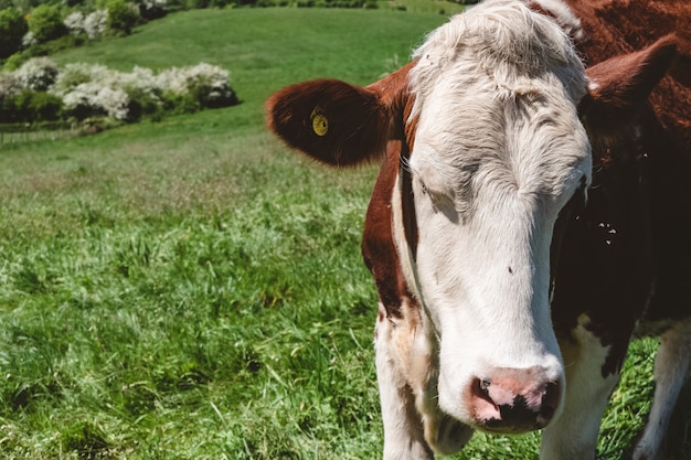 Foto gratuita primer plano de una vaca blanca y marrón pastando en el pasto durante el día