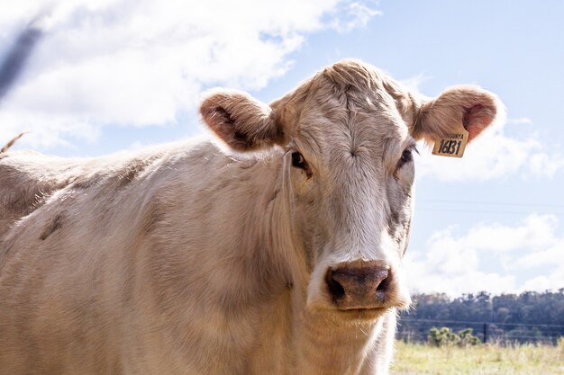 Primer plano de una vaca blanca en una tierra de cultivo