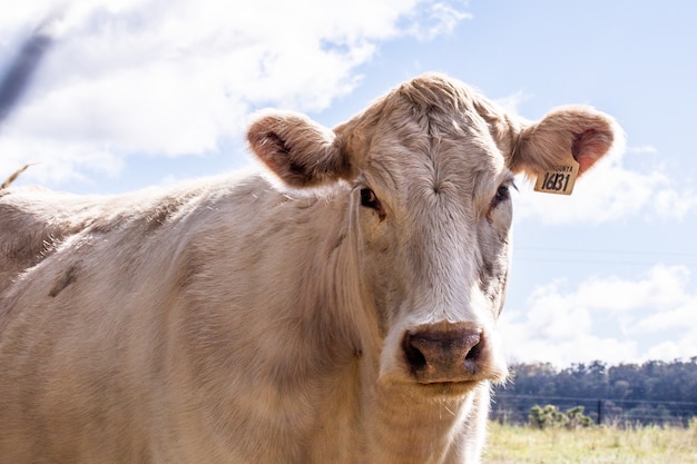 Primer plano de una vaca blanca en una tierra de cultivo