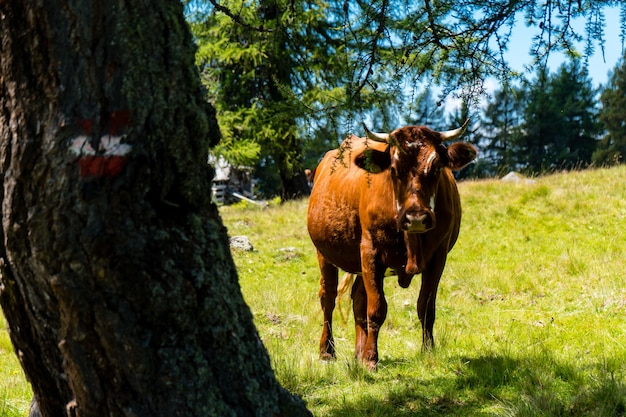 Primer plano de una vaca con cuernos junto a un árbol en un campo de hierba en un día soleado