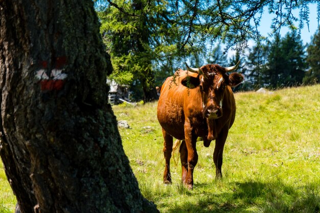 Primer plano de una vaca con cuernos junto a un árbol en un campo de hierba en un día soleado