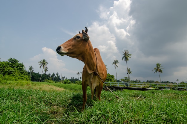 Primer plano de una vaca doméstica en un campo