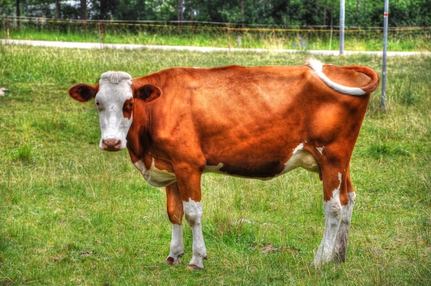 Primer plano de una vaca marrón y blanca en las tierras de cultivo