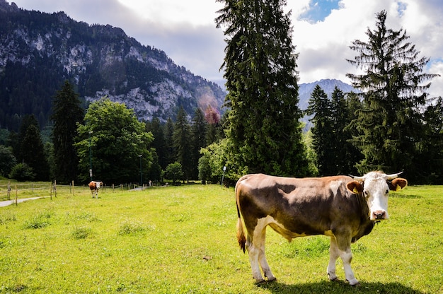 Primer plano de una vaca en un prado verde sobre un fondo de montañas