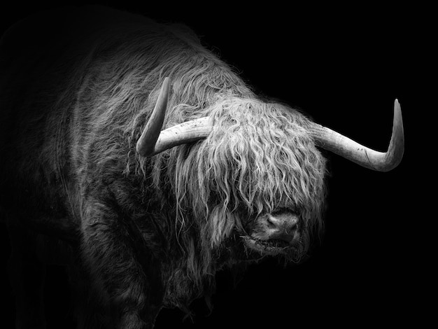 Foto gratuita primer plano de una vaca de las tierras altas de escocia sobre un fondo negro