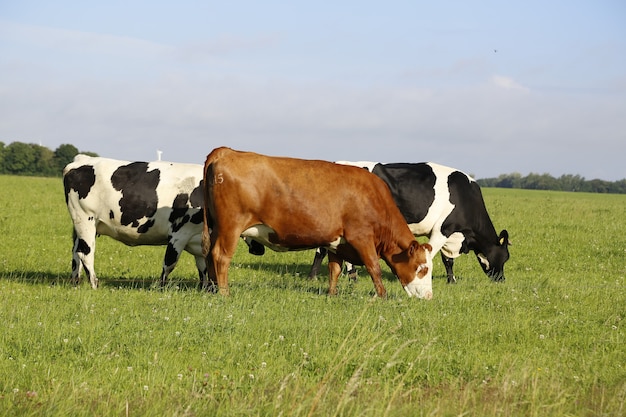 Foto gratuita primer plano de vacas pastando en un campo en una tarde soleada