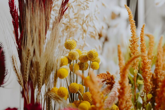 Primer plano de varias flores amarillas secas