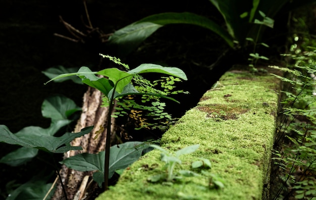 Primer plano de vegetación forestal