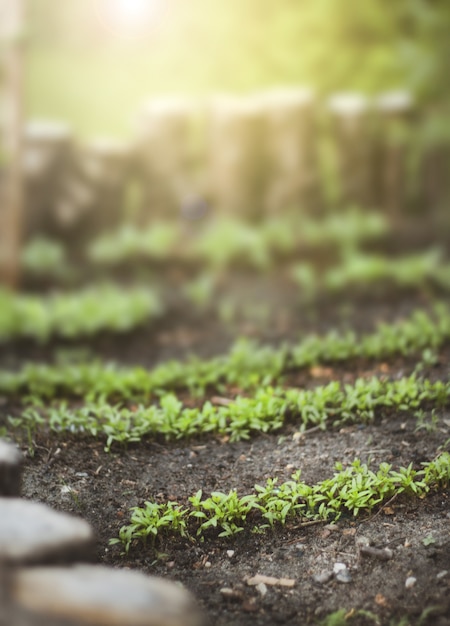 Primer plano de vegetación en un jardín con luz solar arriba en un día soleado