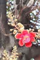 Foto gratuita primer plano verde bangkok árbol en flor
