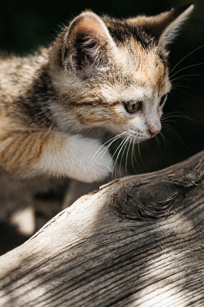 Primer plano vertical de un adorable gatito