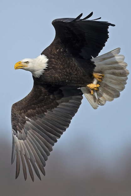 Primer plano vertical del águila calva mientras volaba en el cielo