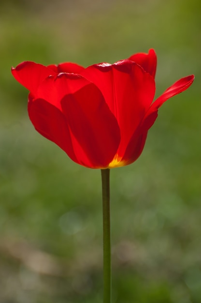 Primer plano vertical de una amapola bajo la luz del sol en un jardín con un fondo borroso