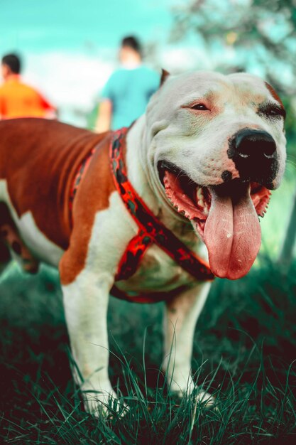 Primer plano vertical del American Staffordshire Terrier, también conocido como American Staffy