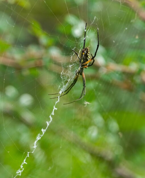 Primer plano vertical de la araña de jardín amarilla en la telaraña Argiope aurantia