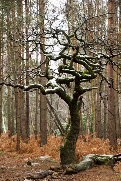 Primer plano vertical de un árbol desnudo cubierto de musgo y nieve en el bosque