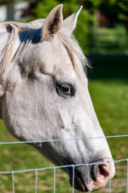 Primer plano vertical de un caballo blanco