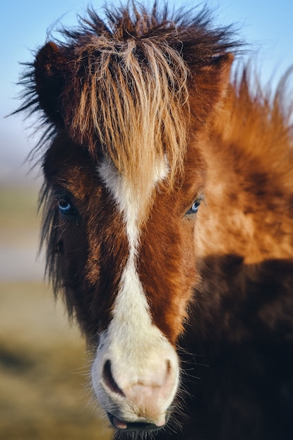 Primer plano vertical de un caballo marrón mirando a la cámara