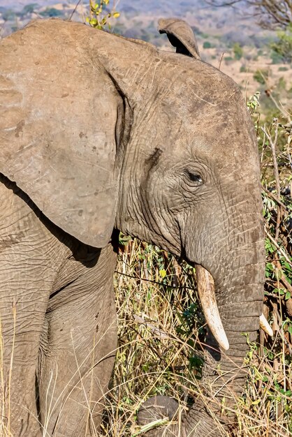 Primer plano vertical de la cabeza de un lindo elefante en el desierto