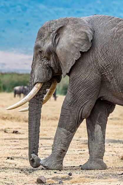 Primer plano vertical de la cabeza de un lindo elefante en el desierto