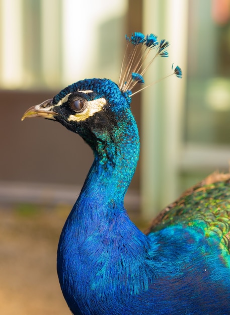 Primer plano vertical de una cabeza de pavo real