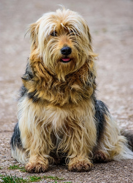 Primer plano vertical de un cachorro esponjoso