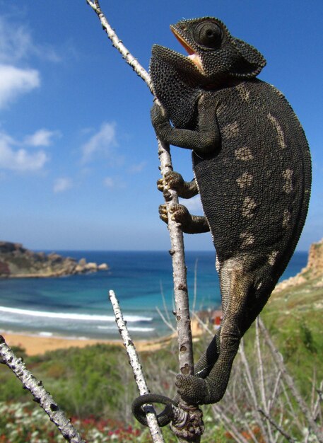Primer plano vertical de un camaleón común en la rama de un árbol en la bahía de Ghajn Tuffieha en Malta