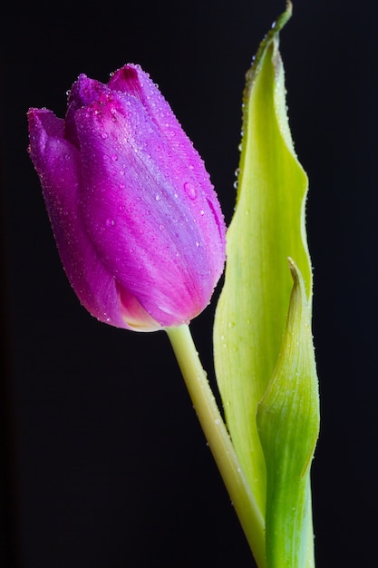 Primer plano vertical de un capullo húmedo de un tulipán rosa en la oscuridad