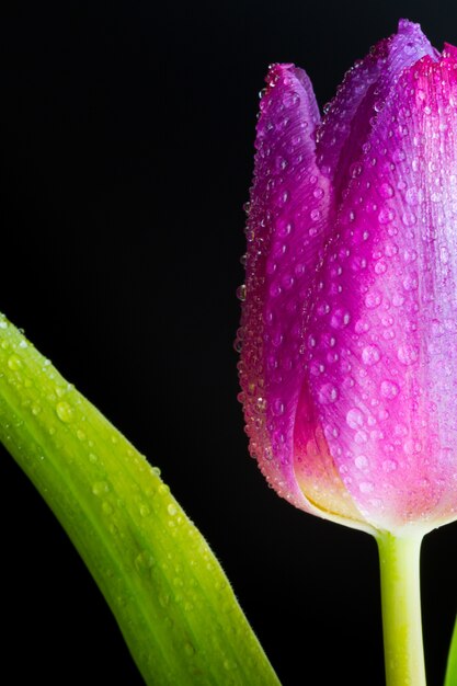 Primer plano vertical de un capullo húmedo de un tulipán rosa
