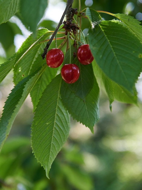 Primer plano vertical de las cerezas rojas en el árbol