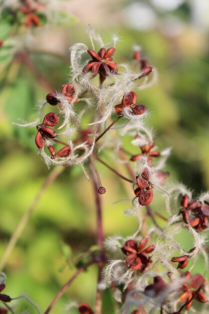 Primer plano vertical de clemátide perenne después de la floración