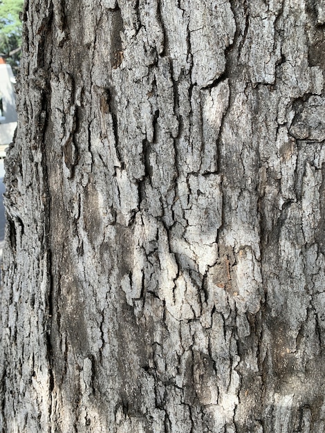 Primer plano vertical de corteza de árbol marrón