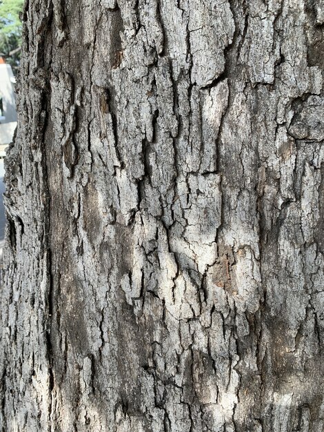 Primer plano vertical de corteza de árbol marrón