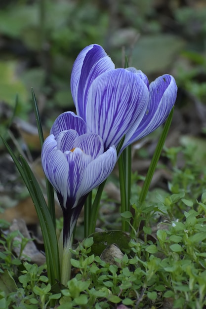 Primer plano vertical de un crocus de nieve en el jardín