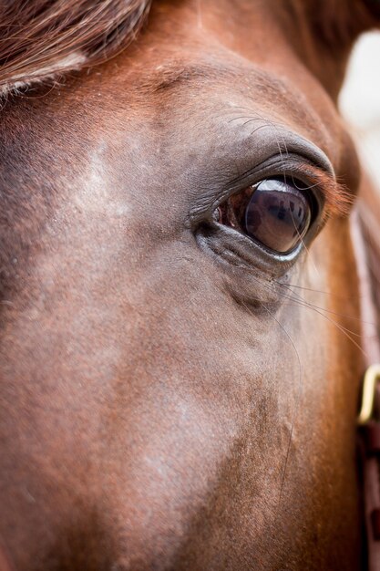 Primer plano vertical disparó un hermoso caballo con cabello castaño y ojos brillantes