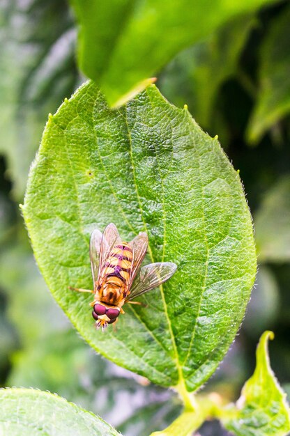 Primer plano vertical de emparejamiento de hoverflies sobre una hoja verde