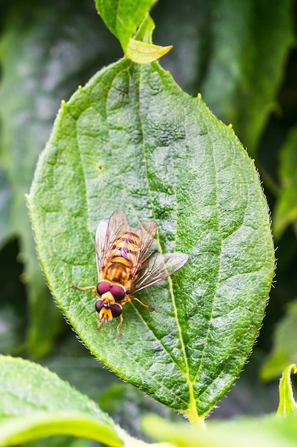 Primer plano vertical de emparejamiento de hoverflies sobre una hoja verde