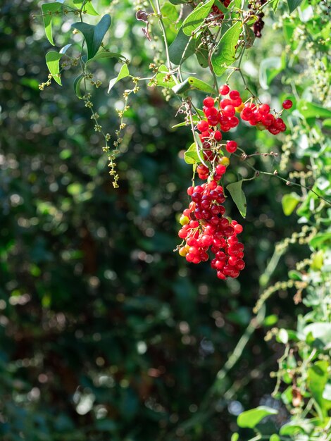 Primer plano vertical de firethorn maduro en la rama de un árbol