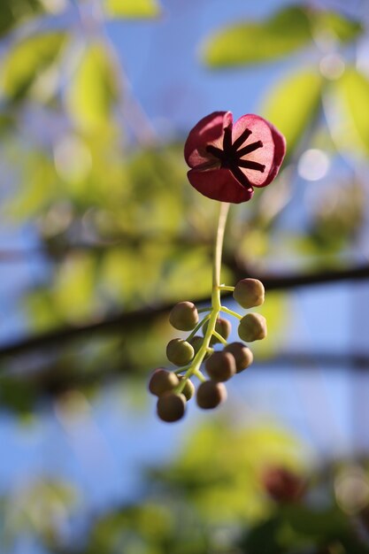 Primer plano vertical de una flor de Akebia con un fondo borroso