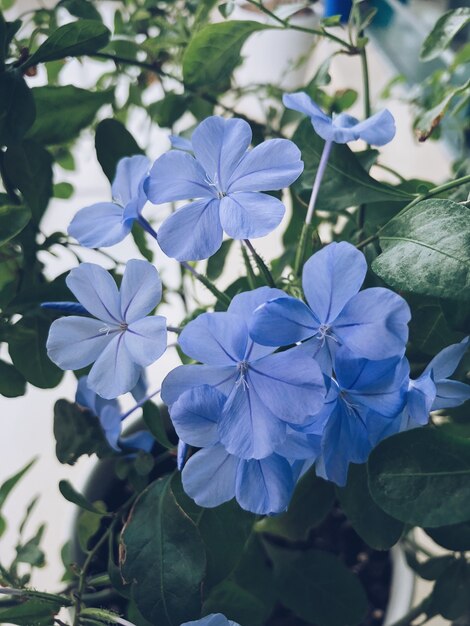Primer plano vertical de una flor de bígaro azul
