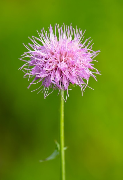 Primer plano vertical de una flor de cardo lanza rosa