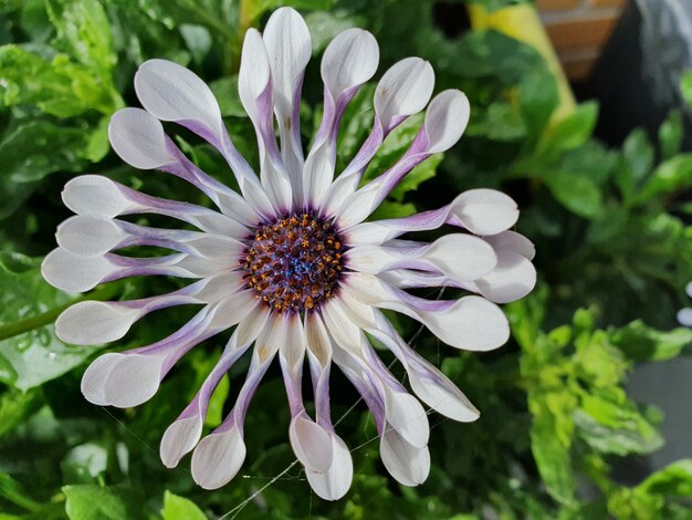 Primer plano vertical de una flor exótica