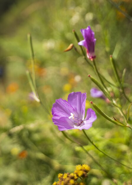 Primer plano vertical de una flor de onagra púrpura rodeada de vegetación