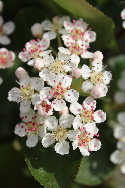 Primer plano vertical de flores de Aronia con un fondo borroso