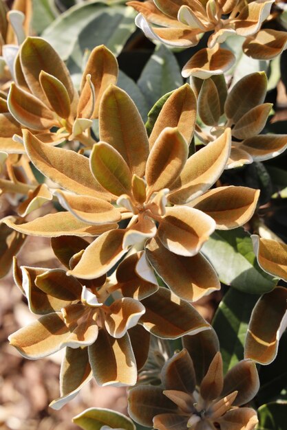 Primer plano vertical de flores echeveria