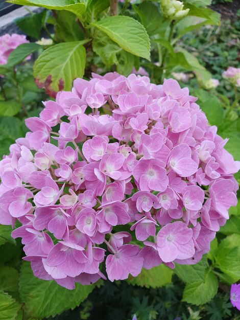 Primer plano vertical de flores de hortensia rosa en plena floración