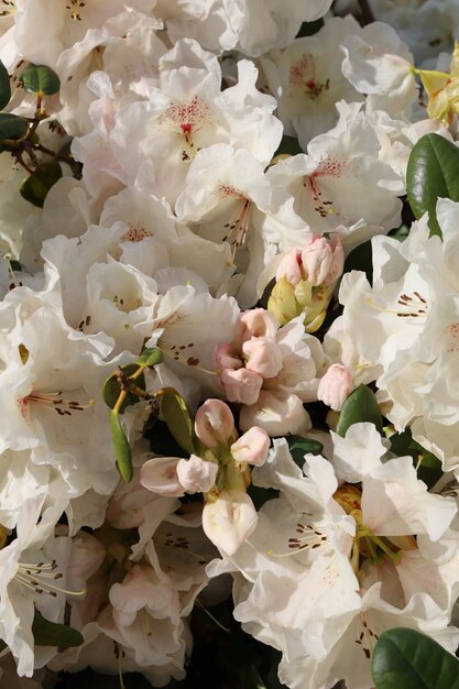Primer plano vertical de flores de rododendro blanco